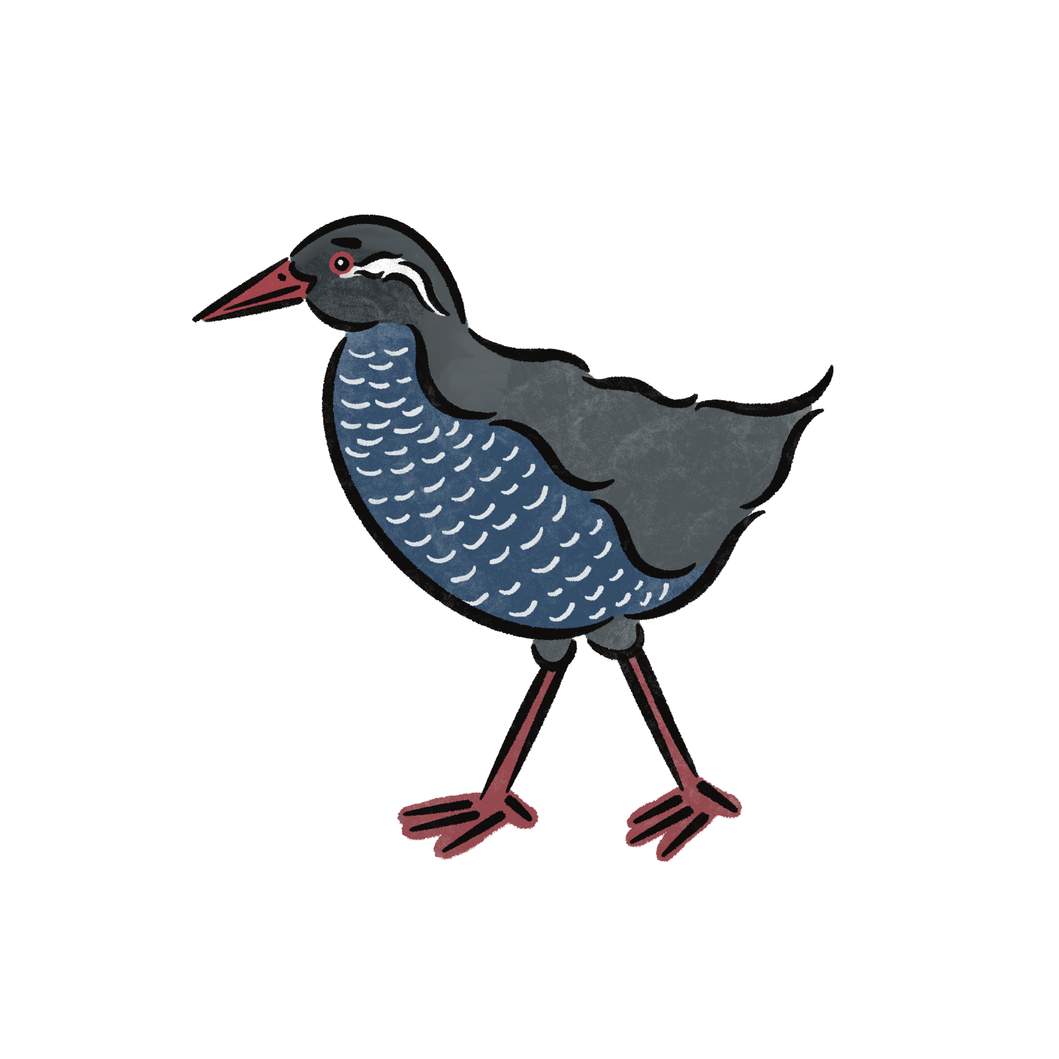 Okinawa rail