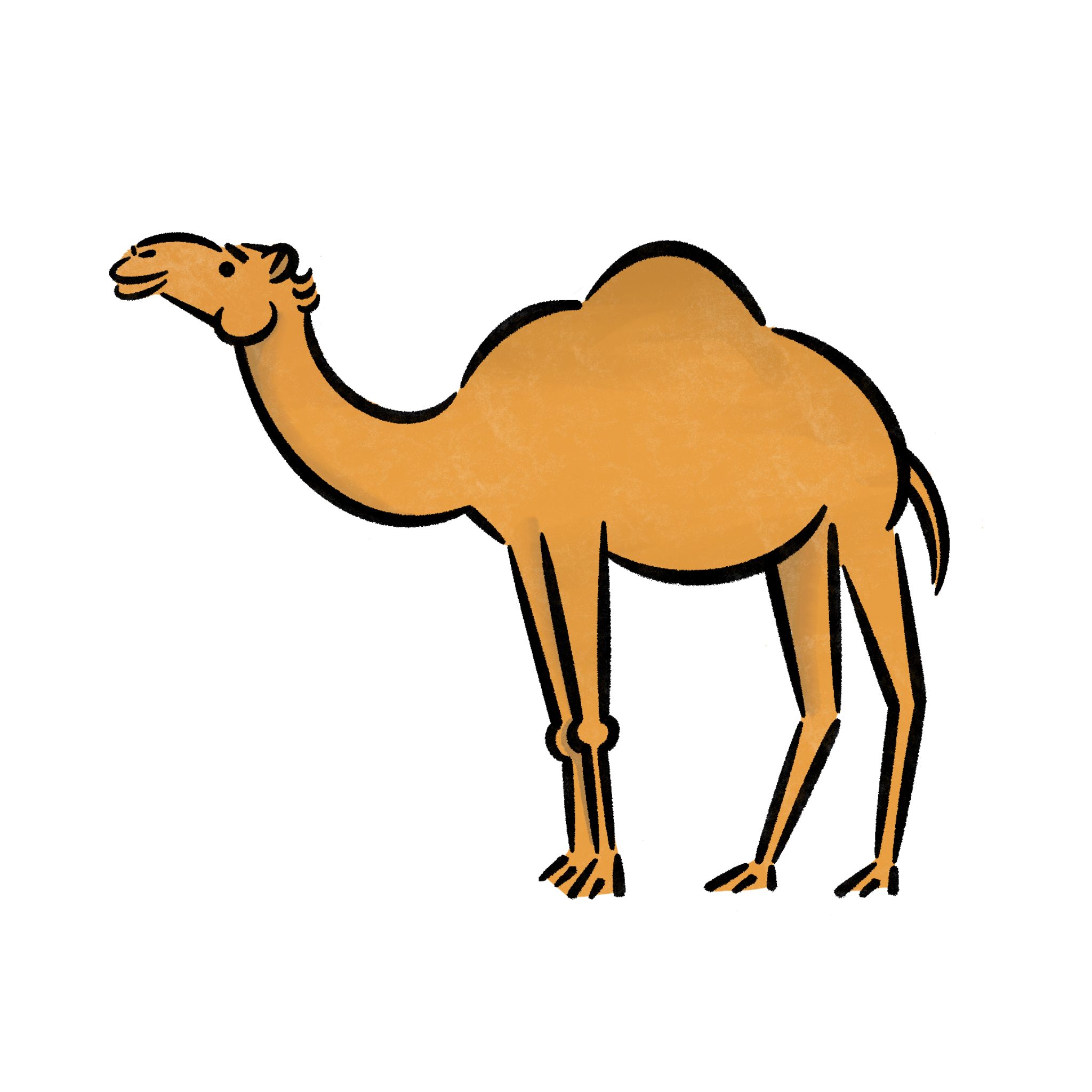 ラクダ