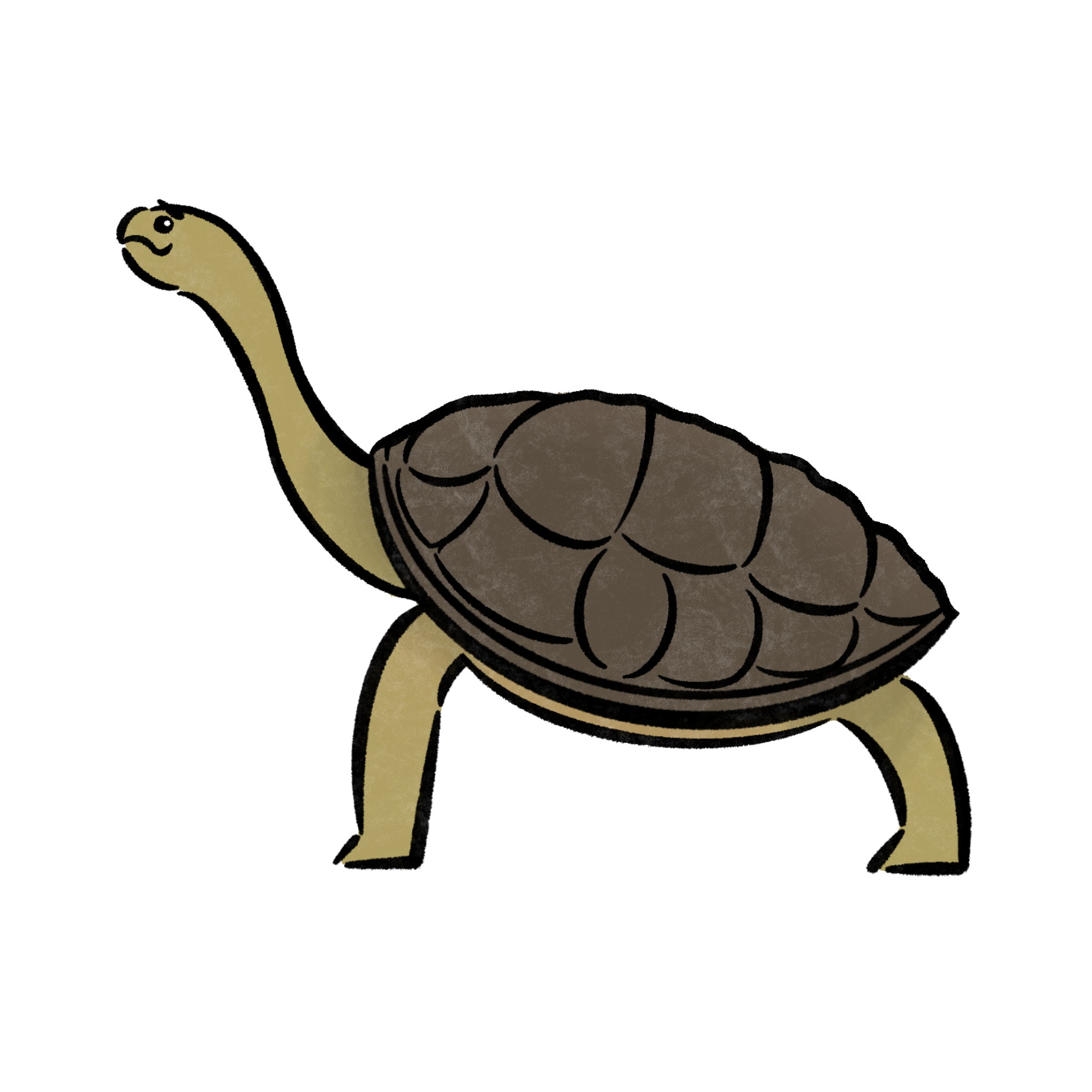 ピンタゾウガメ